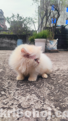 Persian cat